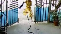 پرش وحشیانه مار به سمت دختر جوان
