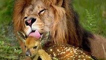 لحظات عجیب شکار آهو توسط چند شیر