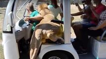 لحظه هولناک سوار شدن شیر بر خودروی سافاری پارک گردشگران!