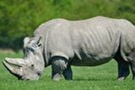 عاقبت شوخی کردن با کرگدن عصبانی