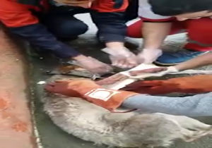 نجات یک سگ توسط تیم امداد و نجات هلال احمر صومعه‌سرا