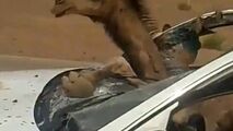 صحنه‌ای عجیب از تصادف یک خودرو با شتر!