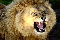 حمله وحشتناک شیر نر به مربی‌اش در سیرک