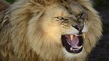 حمله وحشتناک شیر نر به مربی‌اش در سیرک