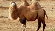 مسابقه انتخاب ملکه زیبایی شتر‌ها در چین
