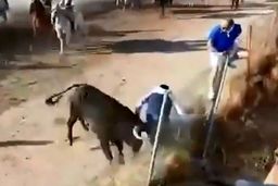 حمله مرگبار گاو خشمگین به یک تماشاچی!