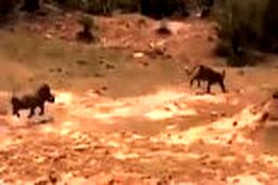 اقدام شجاعانه گراز در نجات دادن فرزندش از دهان پلنگ