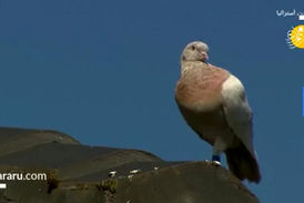 داستان حکم اعدام برای یک کبوتر! 