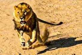 حملات نفس‌گیر شیر خشمگین به یک مرد 