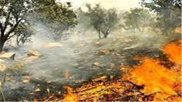 آتش‌سوزی در جنگل پسر و پدر 70 ساله را غافلگیر کرد