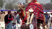  شترها در پاکستان کشتی می‌گیرند!