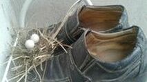 ماجرای جالب پرنده‌ایی که پسری را مجبور کردند تا پایش در کفش پدر بگذارد