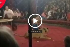 ویدیو/ حمله ناگهانی شیر به دختر ۴ ساله در سیرک!