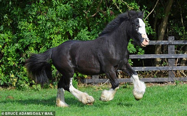 عمل خیرخواهانه عده‌ای نیکوکار، اسب را به زندگی برگرداند!