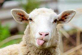 در هواپیمای گوسفندان چه گذشت؟