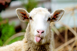 در هواپیمای گوسفندان چه گذشت؟