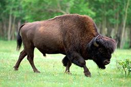 حمل عجیب بوفالو با خودروی شخصی