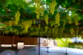  برداشت ۳ تن انگور از پشت بام یک خانه در ارومیه!