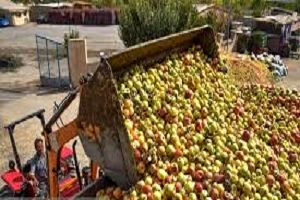 دپوی سیب درختی در کنارجاده‌های مهاباد