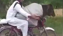 قاچاق گاو از هند به پاکستان با موتورسیکلت! + فیلم