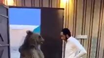 زورآزمایی شهروند عراقی با خرس غول‌پیکر!