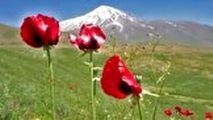 بازدید گردشگران از گل‌های شقایق در دشت‌های کوه دماوند 