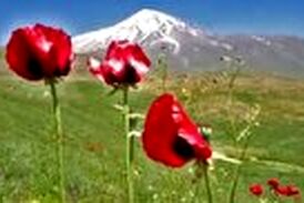 بازدید گردشگران از گل‌های شقایق در دشت‌های کوه دماوند 