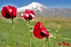 بازدید گردشگران از گل‌های شقایق در دشت‌های کوه دماوند 