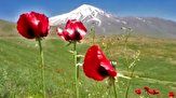 بازدید گردشگران از گلهای شقایق در دشتهای کوه دماوند