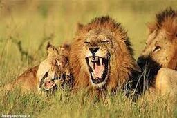 ویدیو دیدنی از حمله شیرهای گرسنه به یک زرافه