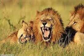 ویدیو دیدنی از حمله شیرهای گرسنه به یک زرافه
