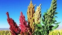 گیاه کینوا جایگزین برنج در استان مرکزی