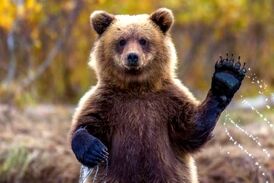 تلاش یک زوج برای کمک به یک خرس