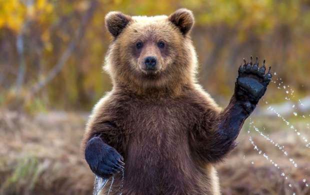 تلاش یک زوج برای کمک به یک خرس