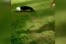 تکنیک یک سگ بهتر از لیونل مسی