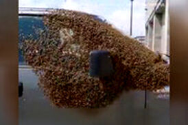 حمله هزاران زنبور به خودرویی در کانادا!
