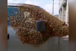 حمله هزاران زنبور به خودرویی در کانادا!