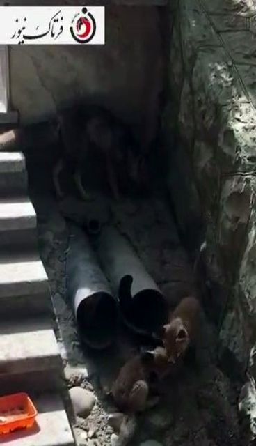 اختصاصی/گردش دسته جمعی روباهها در شهرک امید تهران