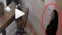 زنی که با عنوان بازرس آموزش‌ و‌ پرورش به ۲۵ مدرسه دستبرد زد