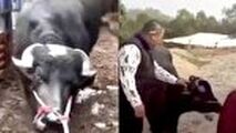 صحنه باورنکردنی که گاو باردار حین سربریدن رقم زد! 