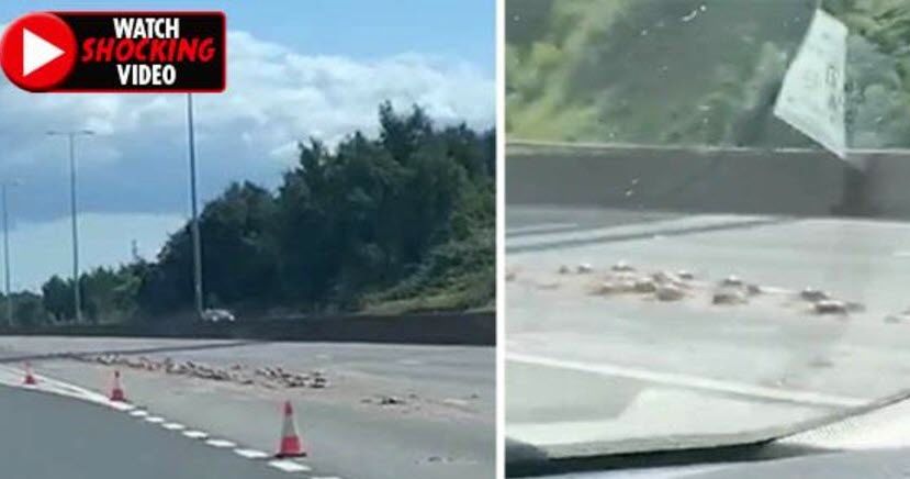 حادثه وحشتناکی که سقوط قفسه مرغ‌ها در اتوبان رقم زد