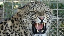 فیلمی ناراحت کننده از یک پلنگ در باغ وحش وکیل آباد