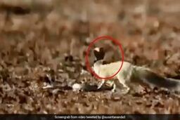 شگرد دیدنی خدنگ مارکش برای فرار از حمله مرگبار مار کبرا! 