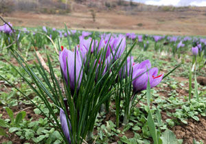 آغاز برداشت زعفران در روستای سیب چال