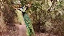 ویدئویی جالب از پرواز حیرت انگیز طاووس در جنگل 