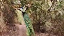 ویدئویی جالب از پرواز حیرت انگیز طاووس در جنگل 