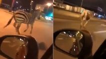 شگفتی شهروندان با دیدن حیوانات سیرک در خیابان! 