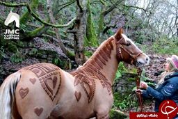 مهارت زن انگلیسی در آرایش حیوانات