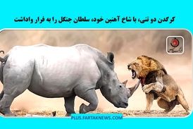 کرگدن دو تنی، با شاخ آهنین خود، سلطان جنگل را به فرار واداشت