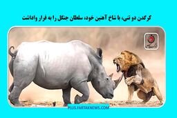 کرگدن دو تنی، با شاخ آهنین خود، سلطان جنگل را به فرار واداشت